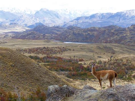 Remotest Patagonia Alone With The Wildlife In The Chacabuco Valley