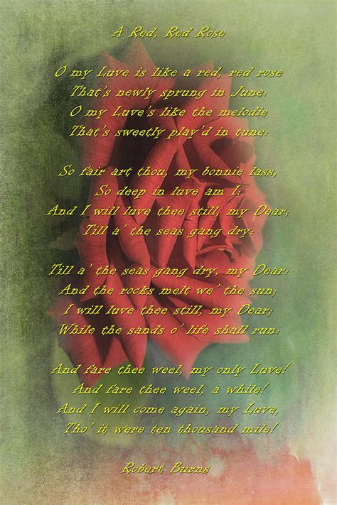 Red Red Rose Robert Burns Photograph By Gary Mcjimsey Pixels