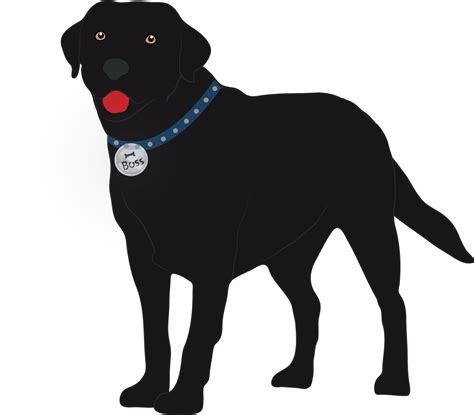 Big Boss 3 Is Black Labrador Show Dog Labrador Retriever Clipart