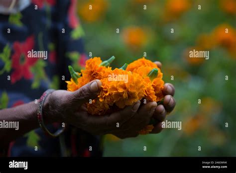 Nepalese Woman Collects Marigold Flowers From The Field For The Tihar