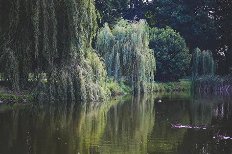 Willow Tree Trees Green Nature Water Pond River Riverside