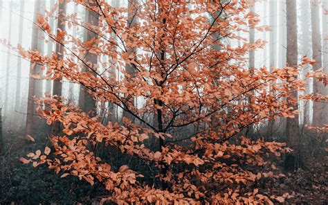 Download Wallpaper 3840x2400 Tree Forest Fog Autumn 4k Ultra Hd 16