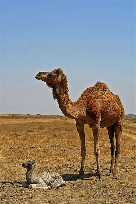 Fotos Gratis Pradera Desierto Niño Fauna Silvestre Camello