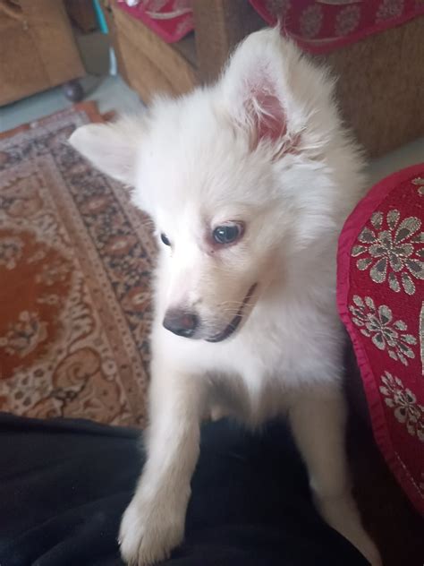Indian Spitz Puppies For Sale Moshi Pune Mh 495021