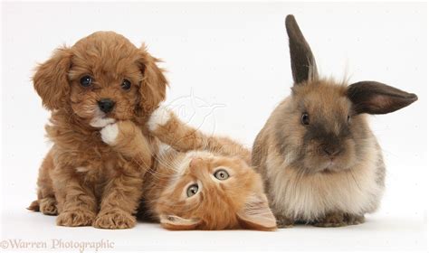 Pets: Ginger kitten with Cavapoo pup and Lionhead rabbit photo WP31829