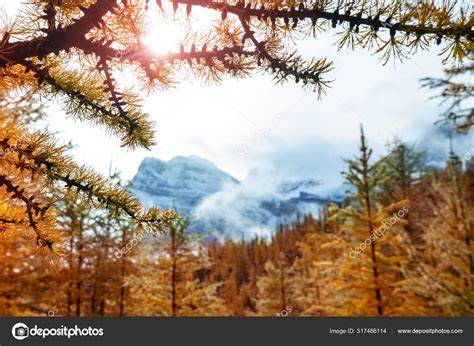 Beautiful Golden Larches Mountains Canada Fall Season — Stock Photo