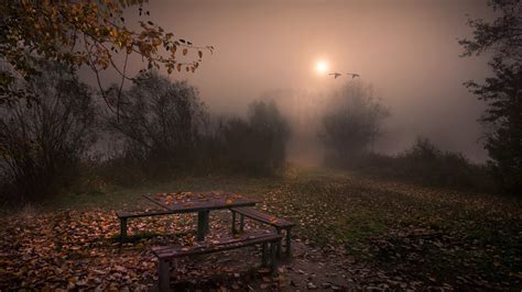 Autumn Park On A Foggy Night Image Id 238126 Image Abyss