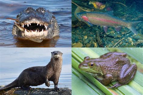 Freshwater Biome Facts Freshwater Habitats Animals And Plants
