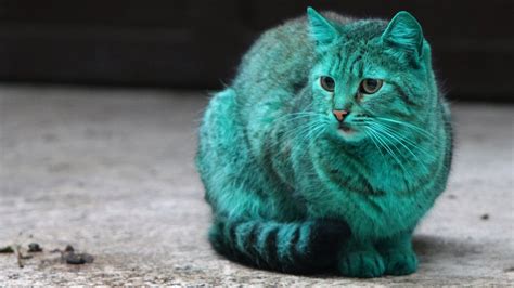 Phantom is eating wet food now so i bought him the cat mate c500 that just arrived today in the mail. The Mystery Of Bulgaria's Green Cat - Getty Images TV ...