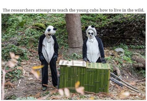 People Dressed As Pandas Living With Pandas 13 Pics
