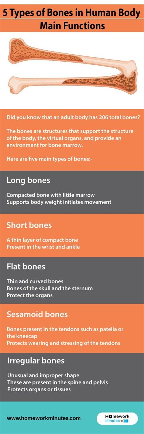 5 Types Of Bones In Human Body Main Functions Types Of Bones Human Body Games Human Body