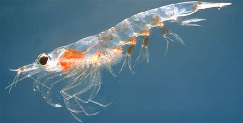 Antarctic Krill Food Chain