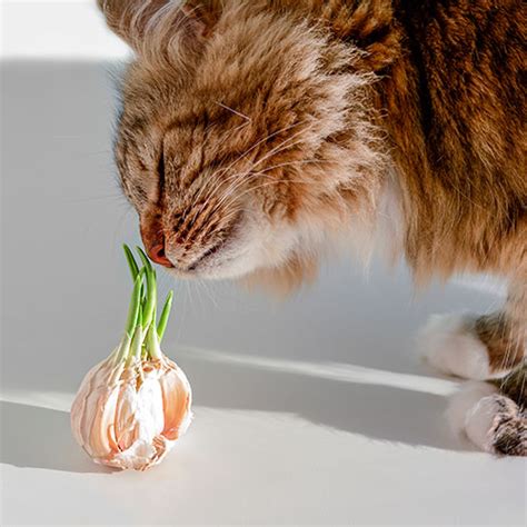 Está compuesta por alimentos de consistencia variada, excluye las técnicas culinarias que hacen difícil la Qué alimentos están prohibidos para un gato