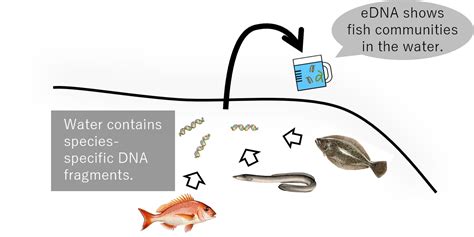 Evaluation Of Marine Biodiversity Using Environmental Dna And Understanding The Amount Of