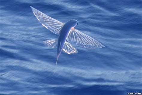 Scientists In The Us And Canada Are Studying How Flying Fish Evolved