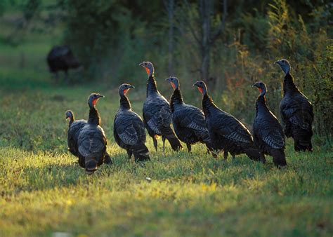 Free Wild Turkey Photos And Pictures