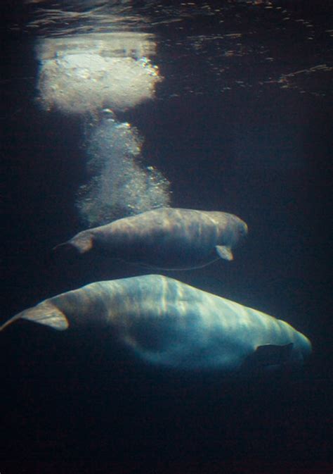 Beluga Whale Fun Facts Biological Science Picture