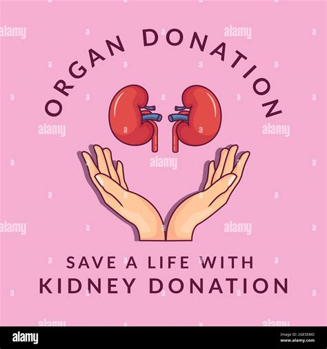 Organ Donation Kidney Donation Donate Your Kidney To Save A Life