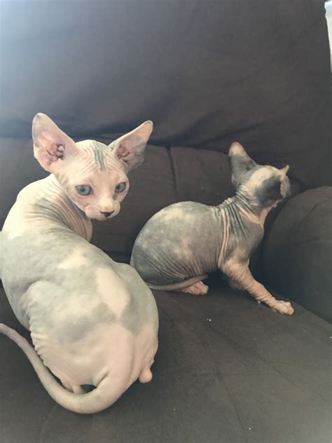 Sphynx Cats For Sale Mchenry Il Petzlover