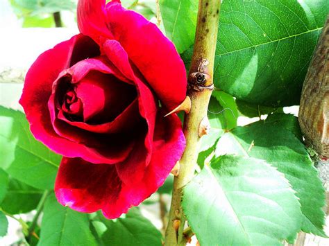 Although most people use the term thorn to describe those sharp protrusions that line most rose stems, botanists would actually not all roses have thorns, though. Why Do Roses Have Thorns?