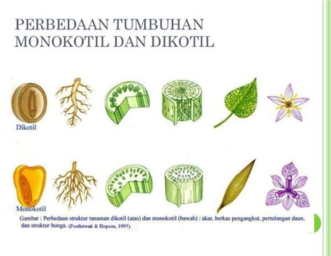 Inilah Perbedaan Akar Dikotil Dan Monokotil Dengan Tepat Cara