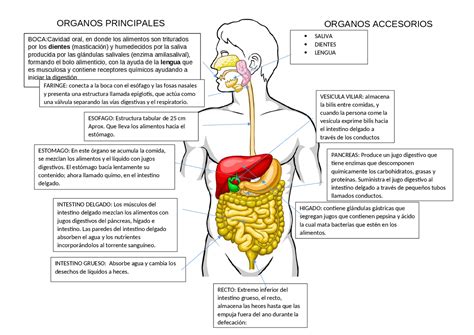 Sistema Digestivo Dibujo Esquema Esquemas Y Mapas Conceptuales De