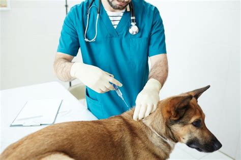 Dog Vaccines 101 What You Need To Know About Dog Vaccines