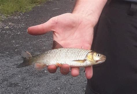 Invasive Fish Species Discovered In Midlands River Westmeath Independent