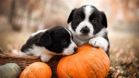 Baby Pet Puppies Near Pumpkin Hd Animals Wallpapers Hd Wallpapers