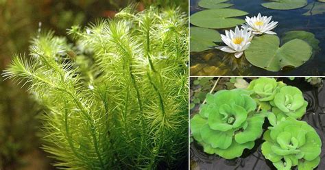 18 Aquatic Plants Of Montana Ahzhamarcell