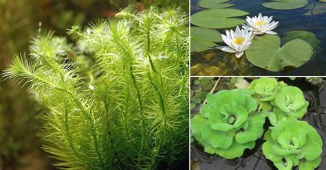 Different Types of Aquatic Plants • India Gardening