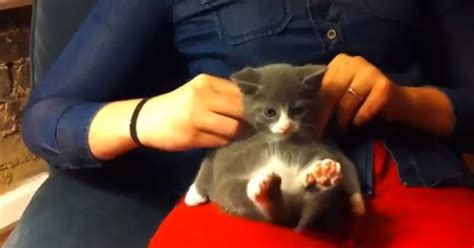 Just A Kitten Getting A Massage Video Huffpost Uk Comedy