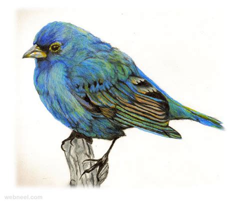 30 Beautiful Bird Drawings And Art Works For Your Inspiration