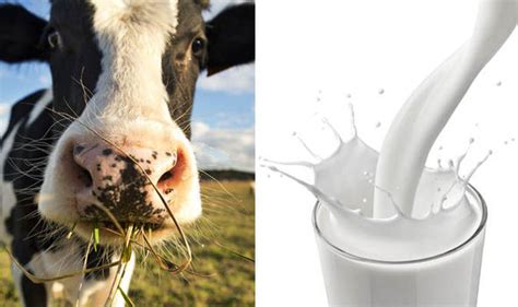 This Protein In Cows Milk May Be The Reason People Wont Eat Dairy