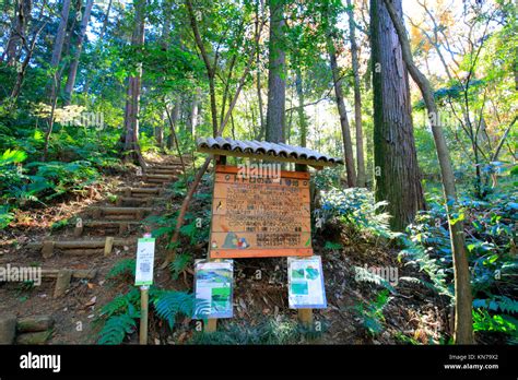 Totoro Forest No1 In Sayama Hills In Tokorozawa City Saitama Japan