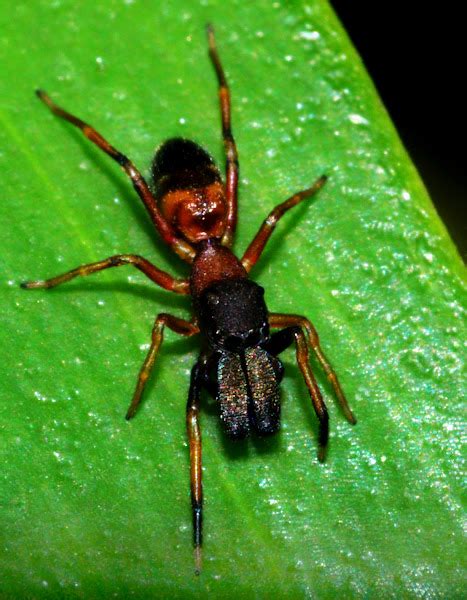Ant Mimic Jumping Spider Project Noah