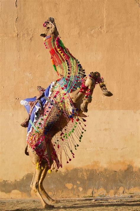 According to geoffrey nunberg, the image entered the english language in the middle of the 19th century. Pin en Animals