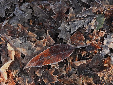 Frosty Leaves Buttertub Marsh Nanaimo Bc Leonel Richard Flickr