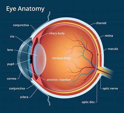 Eye Anatomy Human Parts Structure Biology