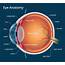 Human Eye Anatomy Parts And Structure  Online Biology Notes