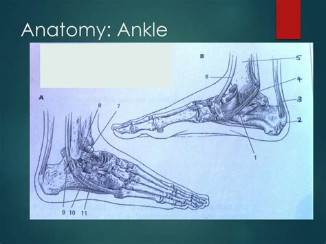 Ppt The Foot And Ankle Complex Powerpoint Presentation Free Download