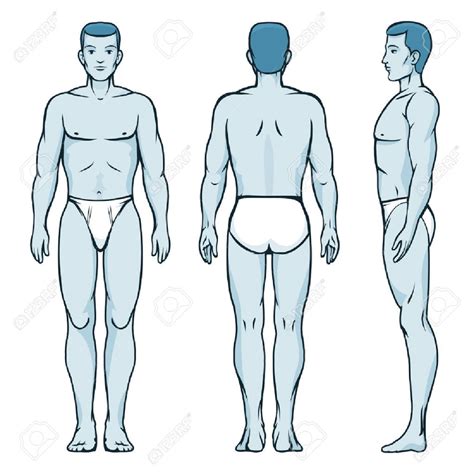 Man Body Model Front Back And Side Human Poses Royalty Free Cliparts Vectors And Stock