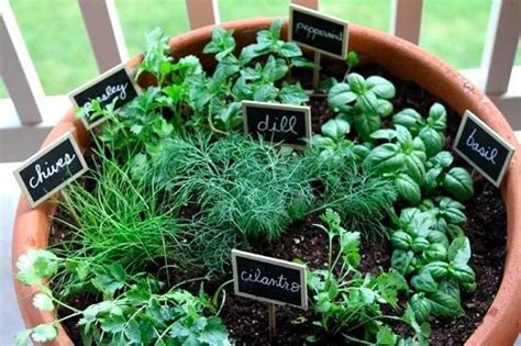 Herbs That Grow Together In A Pot Planting Herbs Container Herb