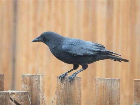 How Long Do Crows Live Discover Crow Lifespan By Species