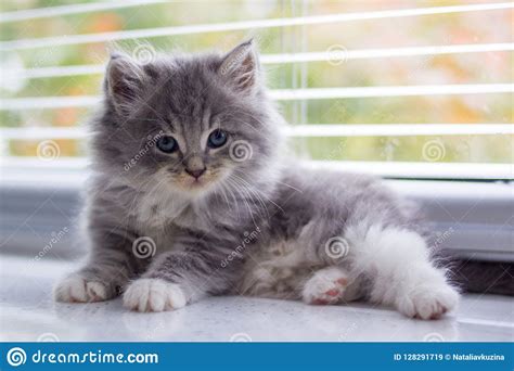 I am looking for a free kitten to a loving forever home. Newborn Free Kittens Near Me - petfinder