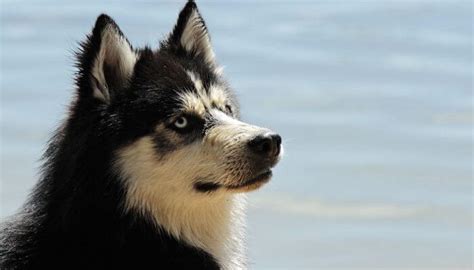 Los Verdaderos Tipos De Husky Siberiano Fotos Colores Ojos Pelaje