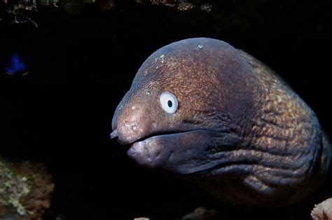Moray Eel Facts Animals Of The Ocean Worldatlas