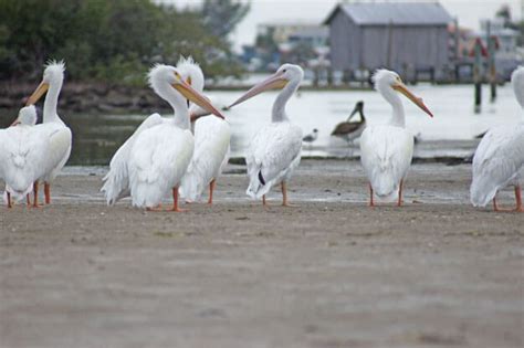 The Ultimate Snowbirds White Pelicans Return To Florida