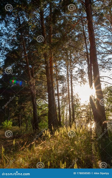 Pine Forest With Morning Sunlight Pine Forest With Morning Sunlight