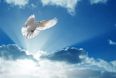 Holy Spirit Dove Stock Photos Pictures And Royalty Free Images Istock